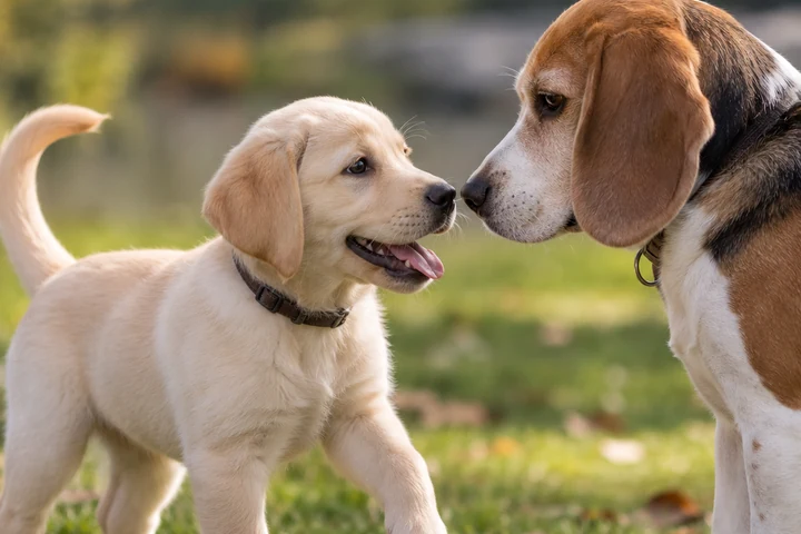 Chiot & socialisation